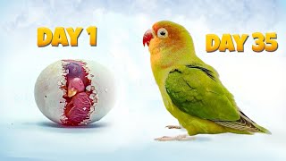 Information Lovebird Growth Stages Timelapse Update