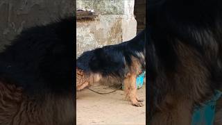 German Shepherd Dog puppies |💉HEALTHY &amp; VACCINATED LOCATION ISIAMABAD | 📞 03296902801