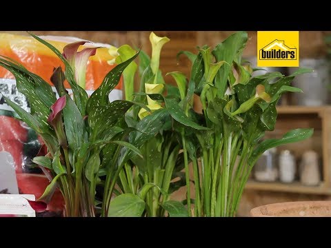 Video: Är calla lilies Hardy UK?