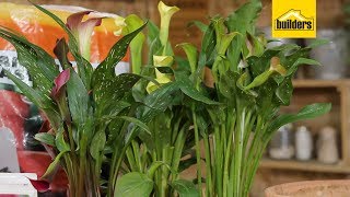 Download Lagu Why Having Arum Lilies work MP3