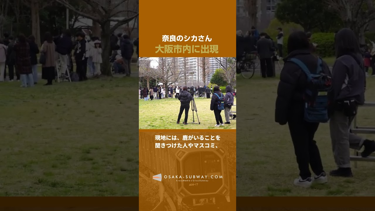 大阪市内に奈良の鹿が出現!東大阪からひたすら西進