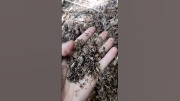 MENCARI HUMUS BAMBU sudah menjadi serbuk sangat subur #fyp #bambu #magelang