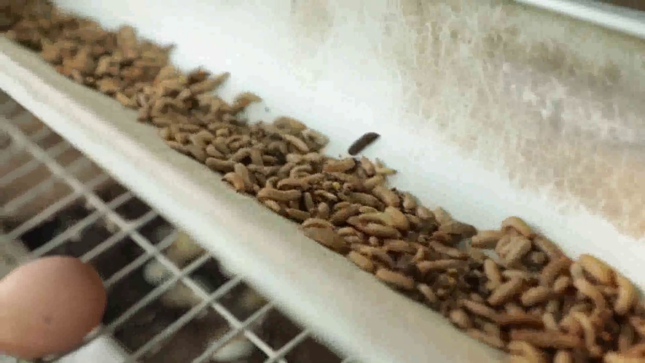 Black Soldier Fly Farming in India 