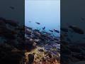 🌊 “Exploring the Magical World Beneath the Ocean! 🐟💙” #fish #viral #shortvideo #underwater