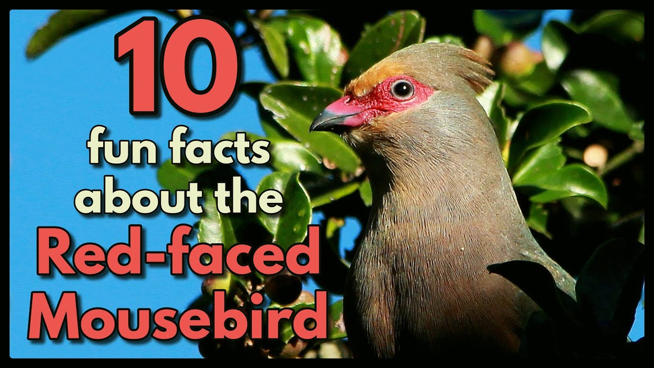 10 fun facts about the Red-faced Mousebird