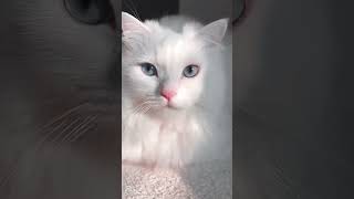 Persian. cate. baby