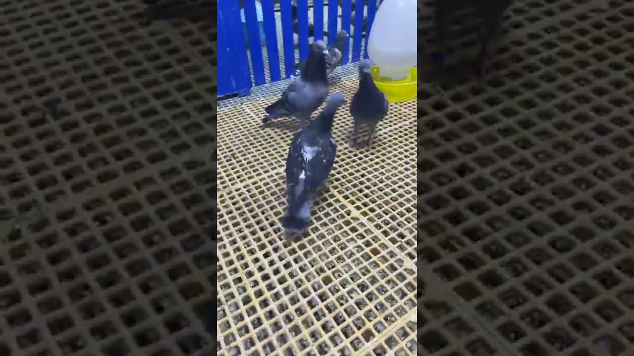 #حمام #زاجل  البطل مشعل جبيلان بطل الكويت