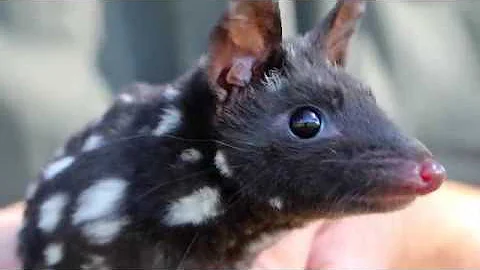 Save Eastern Quolls that are so important to our ecosystem - FNPW & Aussie Ark