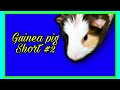 ( Simba) Guinea pig Short #2