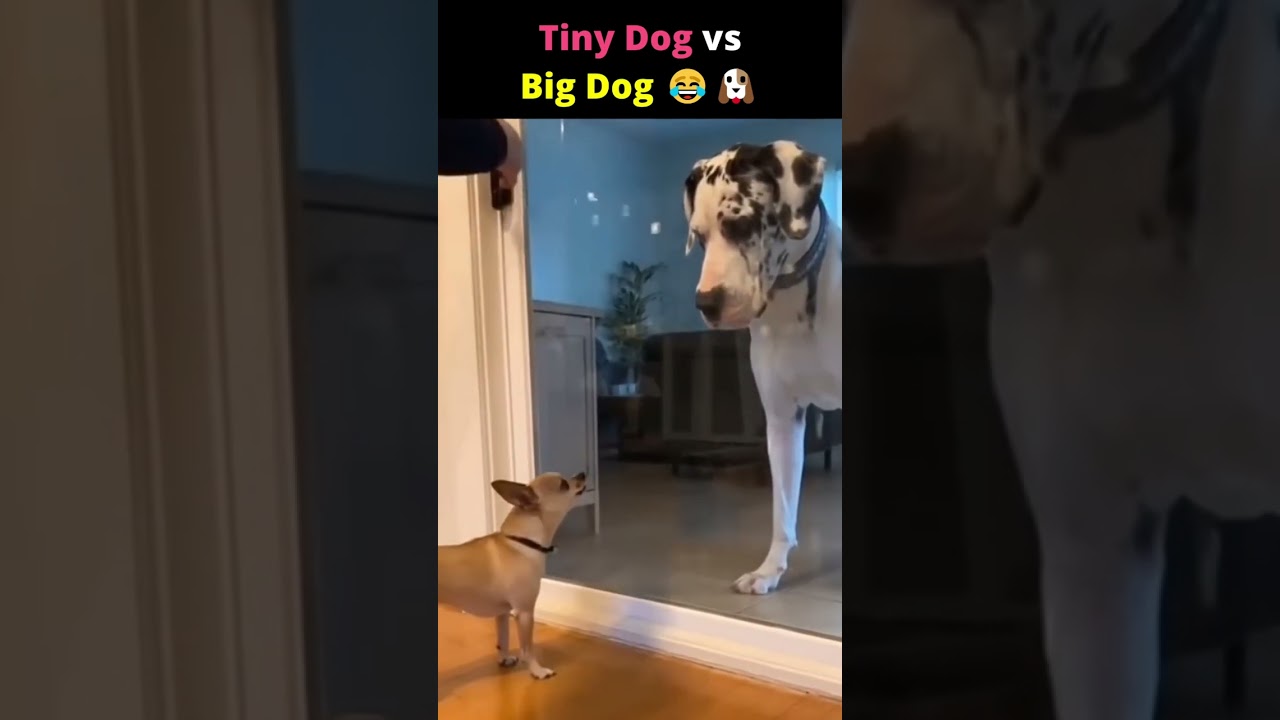 Funny Dog Voiceover: Tiny Dog vs Big Dog 😂🐶