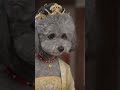 Ten phim Cau hau Cau no ti xuhuong viral ypf