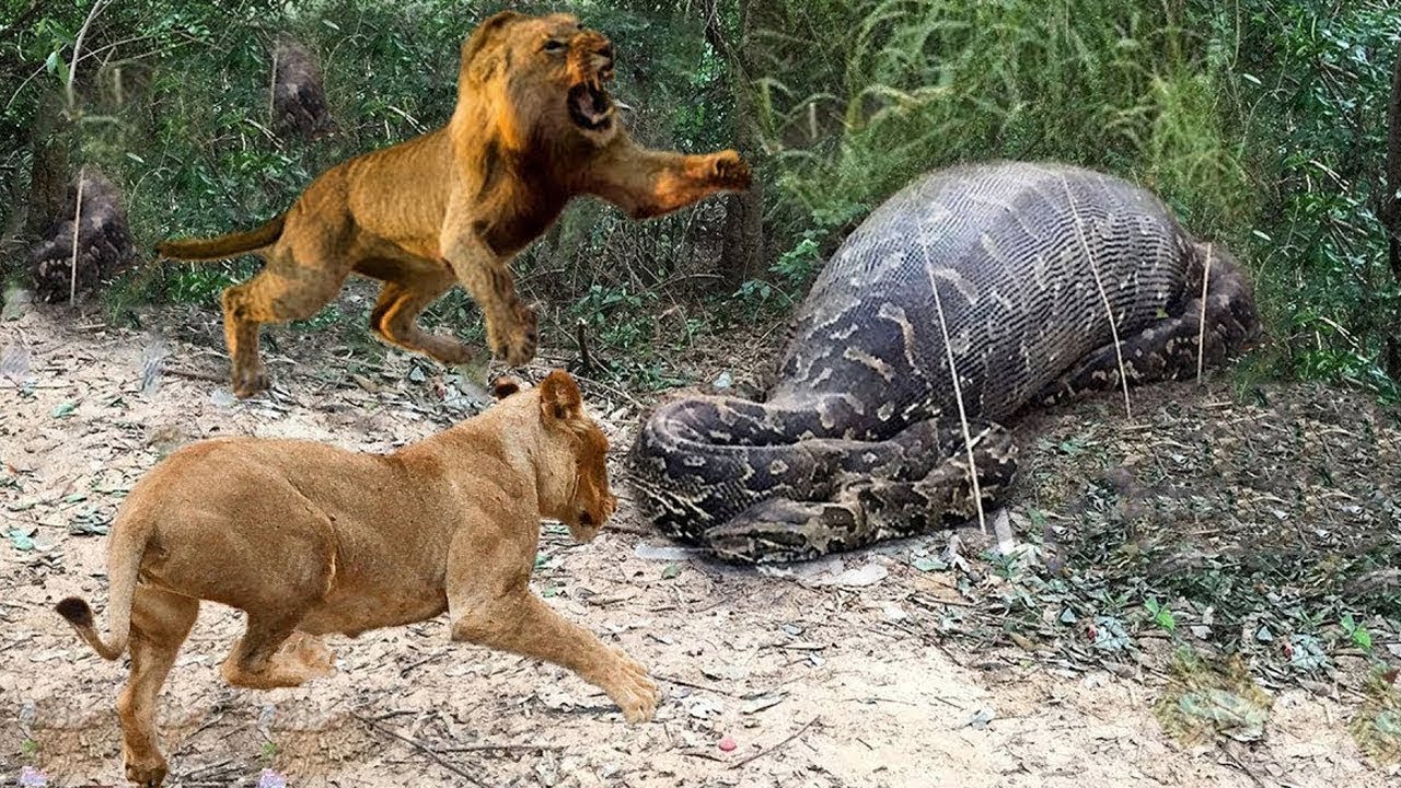 Pythonは危険すぎる-Pythonを攻撃するときのLionの大きな間違い-Pythonvs Lion Real Fight - YouTube