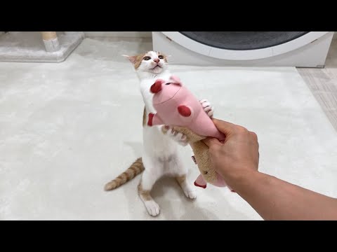 初めてぬいぐるみをプレゼントされた子猫の反応が想像以上でこうなっちゃいましたwww