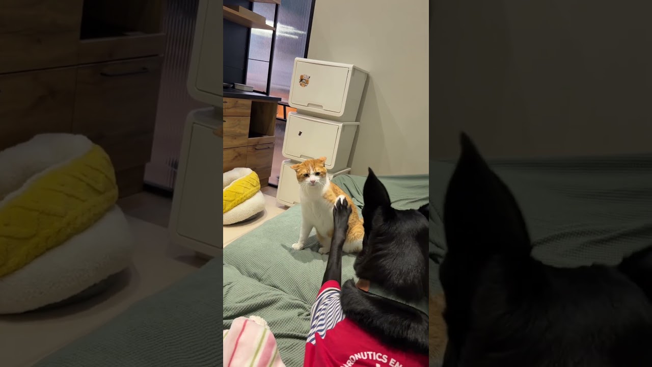 超好笑🤣#寵物 #pets #cat #dog 縮圖