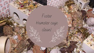 First Layout Change For Cody Our Foster Hamster