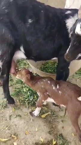 baby goat🐐🐐 feeding #goat #villagegoat #babyanimals #waaovillageanimalbili