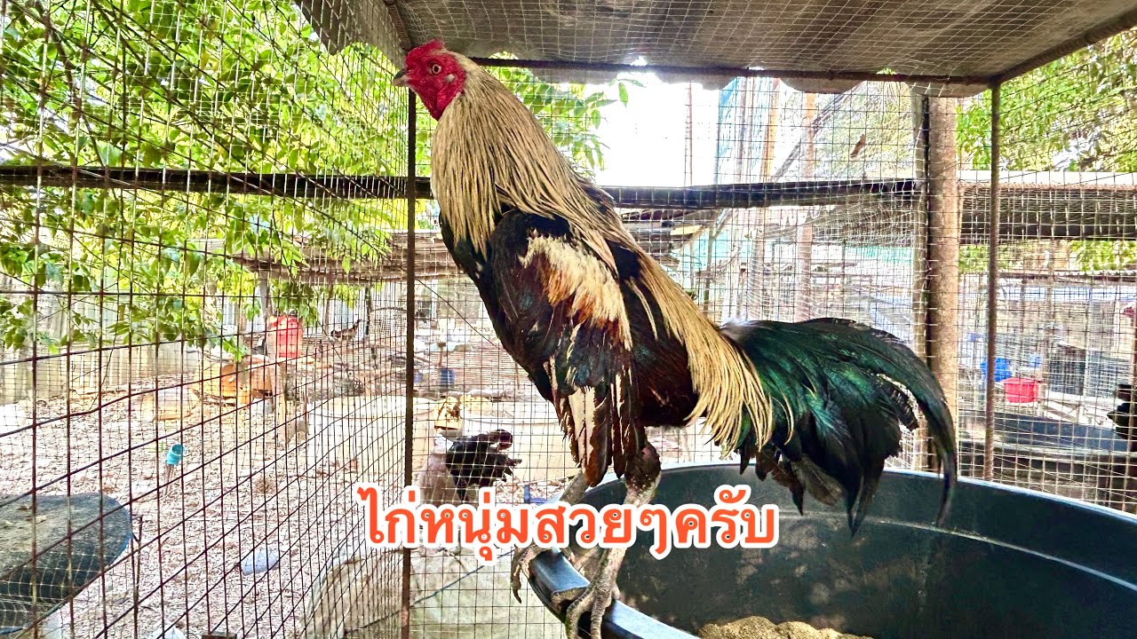 ไก่หนุ่ม วัยกำลังห้าว และไก่กระทงในฝูง