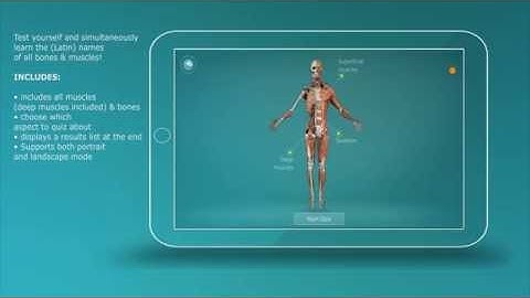 Anatomy Quiz - muscles and bones