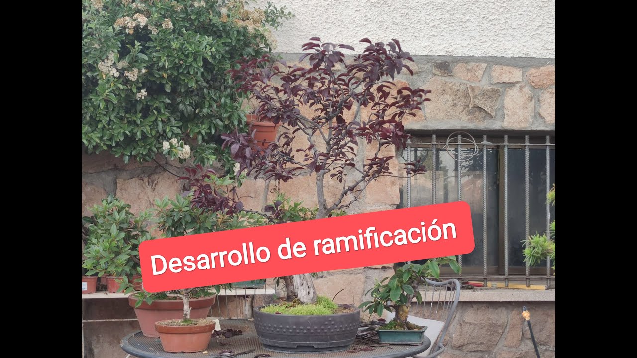 Prunus pinzado de primavera 1ªParte