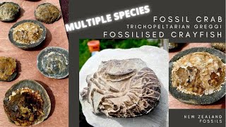 Crab Fossil (Trichopeltarion Greggi) and Crayfish Fossil Found #thefinders