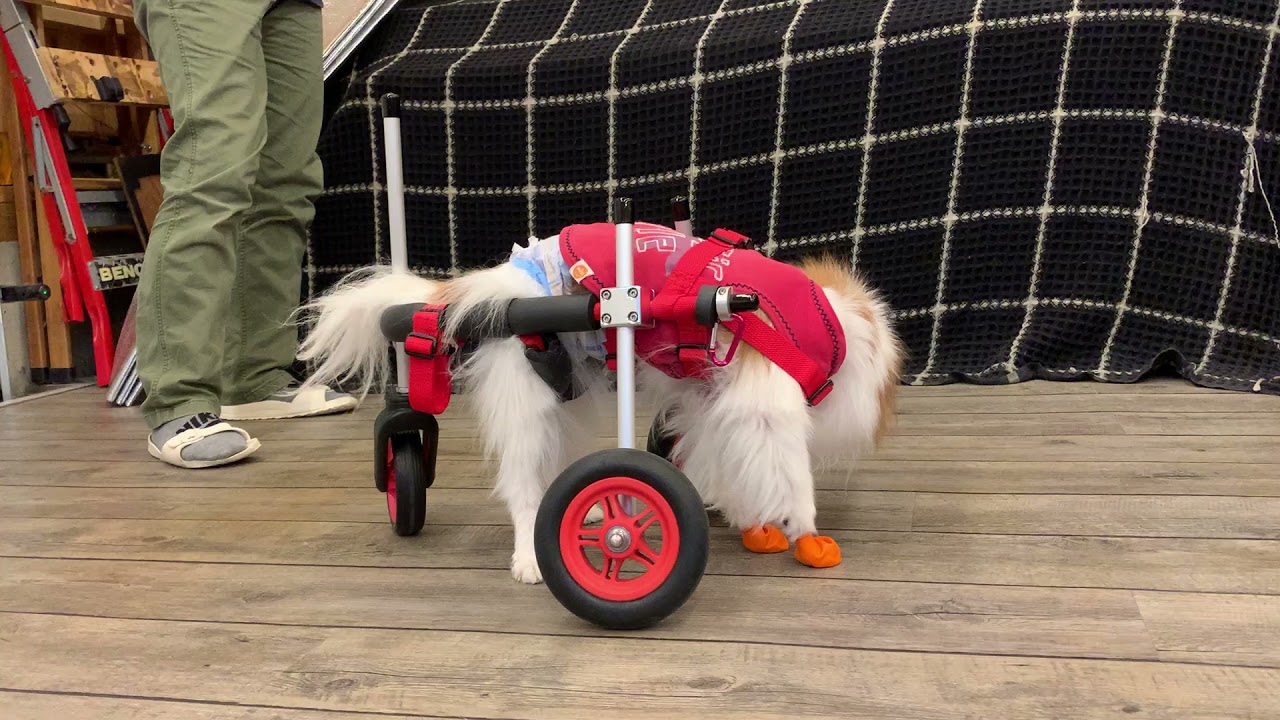 21 09 21 はな工房 の犬用車椅子 愛知県 パピヨン シウォンちゃん Youtube