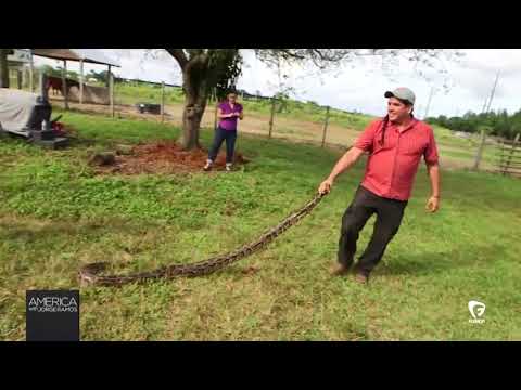 Snakes in the Glades: 'This is like paradise for the Burmese python'