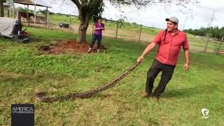 Snakes in the Glades: 'This is like paradise for the Burmese python'