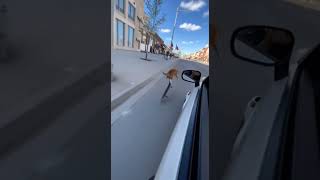 Nice job, kiddo! #funny #catshorts #funnyshorts #funnycats #funnyvideo #funnyanimals #aivideo #fypシ Nice job, kiddo! #funny #catshorts #funnyshorts #funnycats #funnyvideo #funnyanimals #aivideo #fypシ