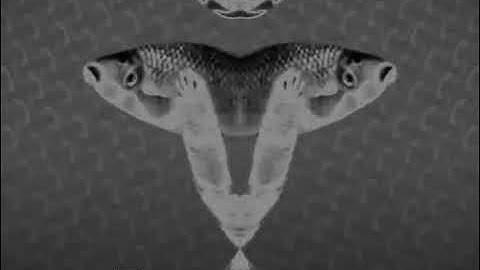 Numa Cat In G major 11 G Major 4