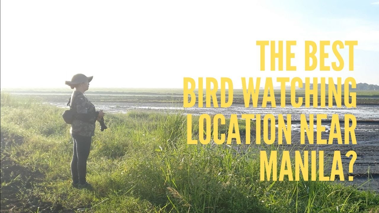 Is there a Bird-watching paradise near Manila? Silent Bird Photography