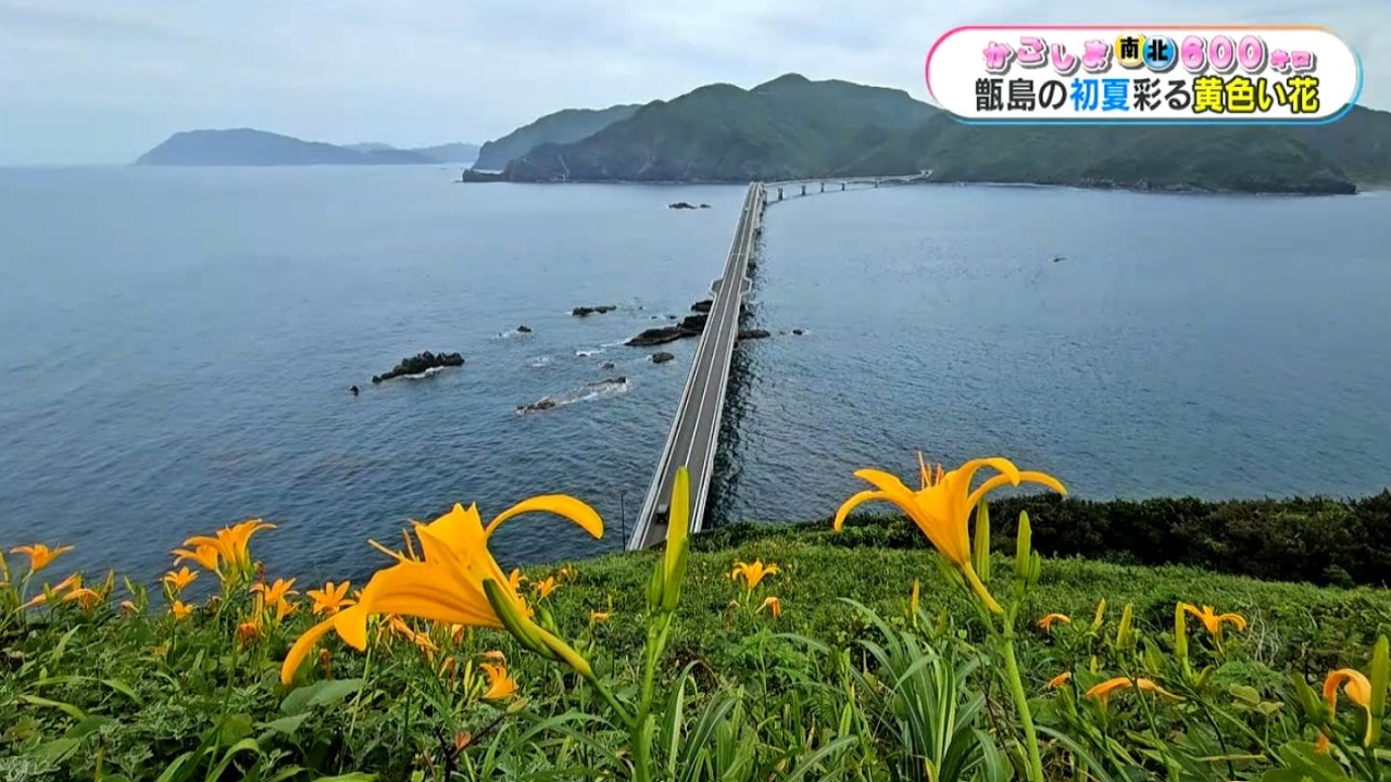 Kagoshima North to South 600km] Nishinohamakanzo (Daylilies) in