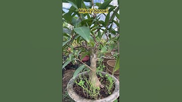 Cây mận lý bonsai #ngocnganbentre #hoakiengcaimon #bonsai #0386569374 #caycanh #bonsaitree