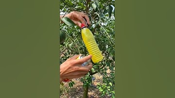 Chai Keo Xịt Bẫy Ruồi Vàng Và Côn Trùng Thế Hệ Mới | Xanhbattan.com