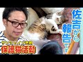 【ご報告】サンシャイン池崎さんに佐吉の飼い主さんから動画が届きました！