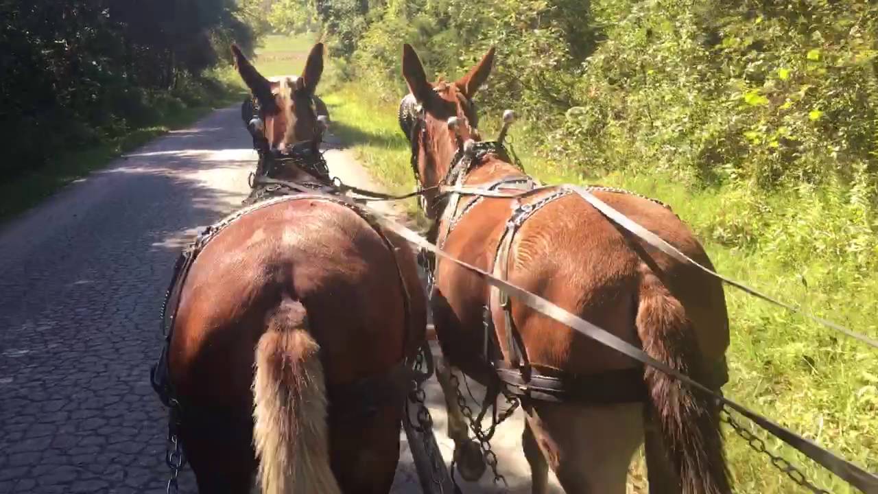 mule dealers near me