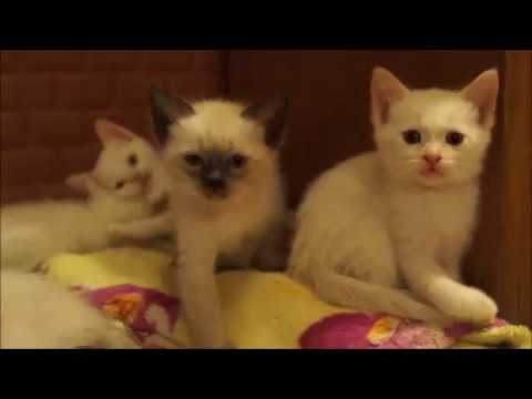 Котята под новый год!!!