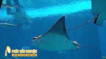 Phút Cầu Nguyện, Thứ Bảy 15/12/2018: Cuộc Đời Đầy Niềm Hy Vọng