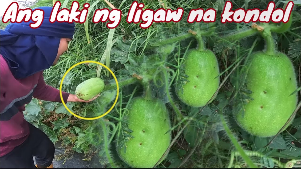 Nakakagulat!bumungad saakin ang dambuhalang ligaw na gulay!