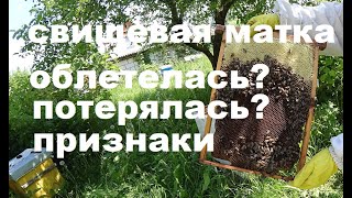 Признаки сохранения свищевой маточки после облёта.  Начала яйцекладки.