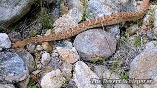 Western Diamondback Rattlesnake!