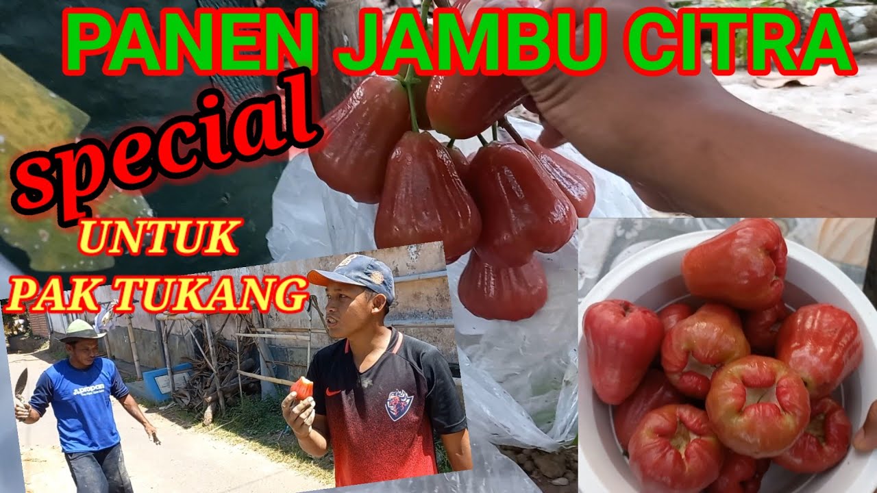 PANEN TABULAMPOT JAMBU AIR CITRA UNTUK PAK TUKANG!!!