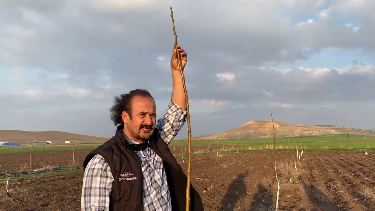 Gaziantep 1 yaşında ceviz bahçemizde neler yapmalıyız Ceviz Adam Ahmet