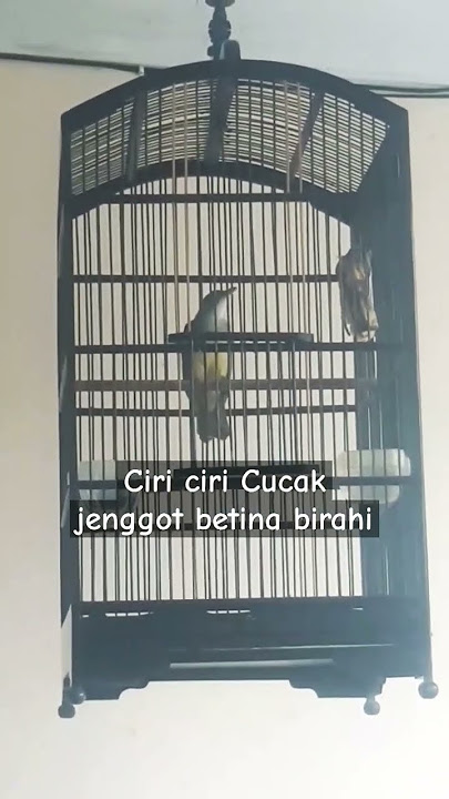 Part II | Ciri-ciri Cucak Jenggot betina birahi #cucakjenggot #cucakjenggotgacor
