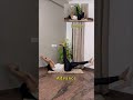 Yoga abs #yoga #yogapose #abs #absworkout #yogapractice #shorts #relatable #motivation #youtubeshort