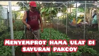 MENYEMPROT HAMA ULAT DI SAYURAN PAKCOY