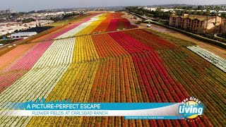 Spring’s Annual Burst of Color is in Full Bloom at the Flower Fields in Carlsbad Carlsbad Flower Fields Draw Huge Crowds Every Spring