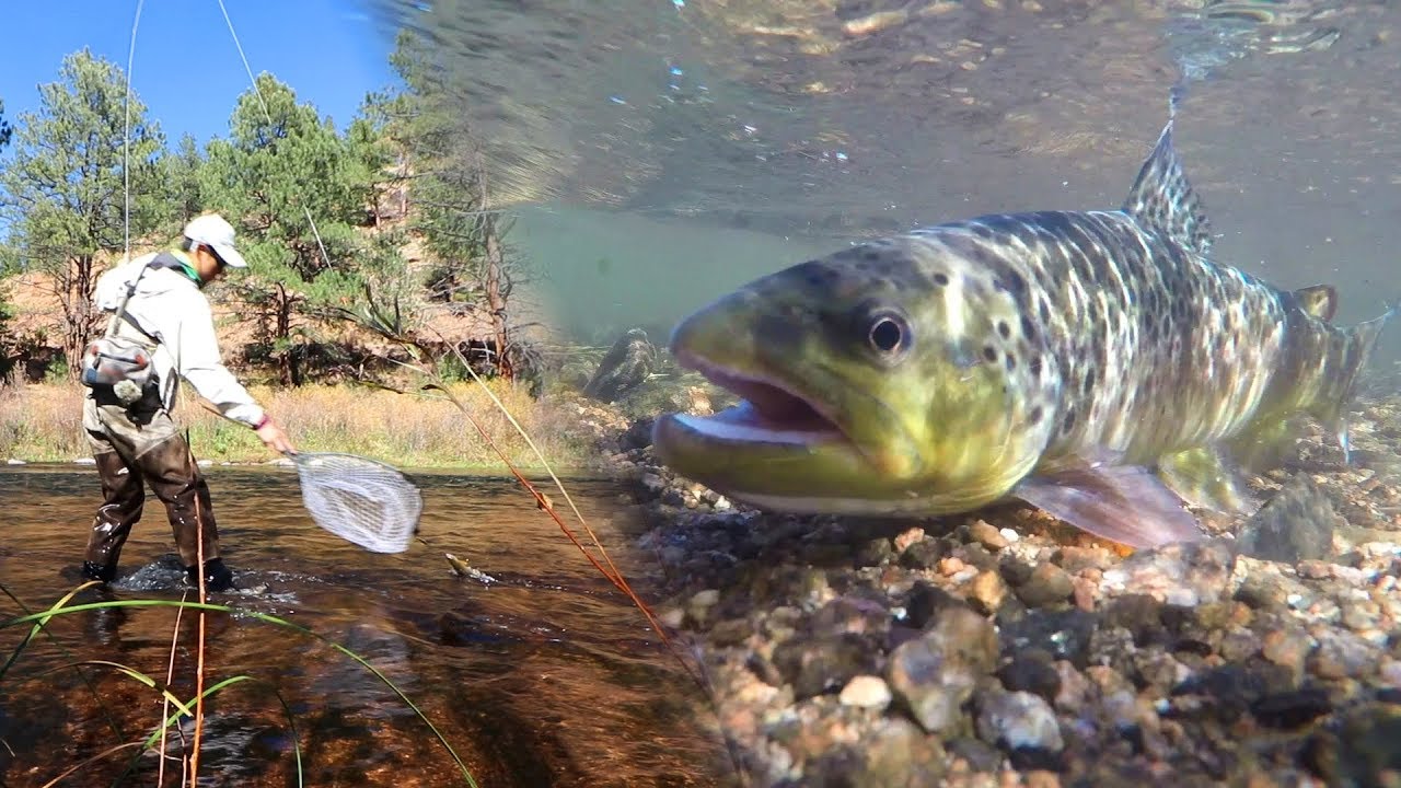 Fly Fishing for Trout on the South Platte River in Deckers COLORADO