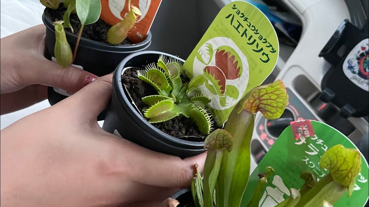 食虫植物を育ててみたよ(ハエトリソウ・ウツボカズラ・サラセニア)