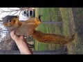 Picking up a wild squirrel without getting bit....