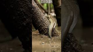 Le mudskipper ne nage pas seulement… il marche aussi sur le sol !